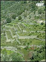 Cultures corses