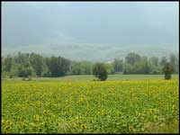 Tournesol Provence