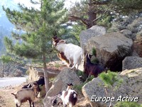 randonnee-corse