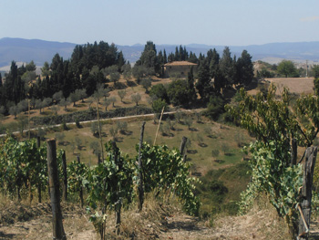 vignoble toscane